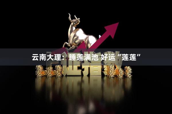 云南大理：睡莲满池 好运“莲莲”
